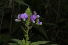 Desmodiastrum belgaumense