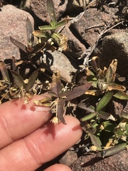 Moehringia macrophylla