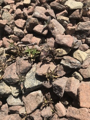 Moehringia macrophylla