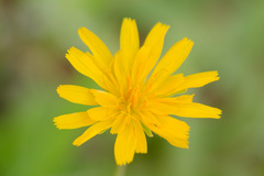 Krigia dandelion