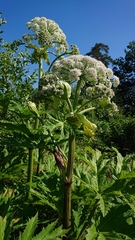 Heracleum mantegazzianum