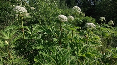 Heracleum mantegazzianum