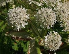 Heracleum mantegazzianum