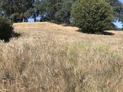 Elymus multisetus