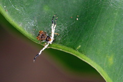 Phrynarachne ceylonica