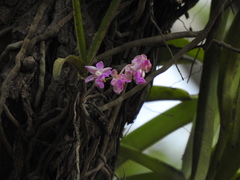 Aerides crispa