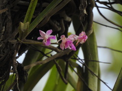 Aerides crispa