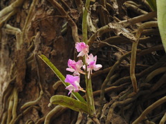 Aerides crispa