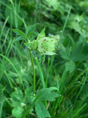Astrantia major