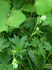 Astrantia major