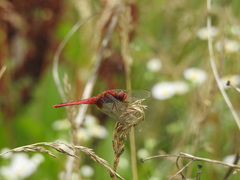 Crocothemis servilia mariannae