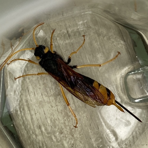 Giant Woodwasp, Zutphensestraatweg, Velp, Gelderland, NL, photo 7 of 10