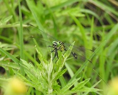 Burmagomphus collaris