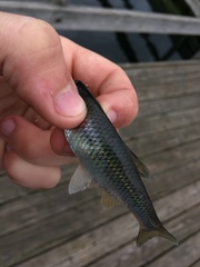 Cyprinella spiloptera