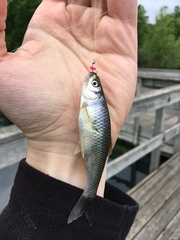 Cyprinella spiloptera