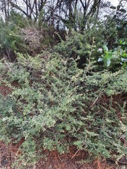 Pomaderris phylicifolia