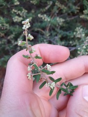 Pomaderris phylicifolia