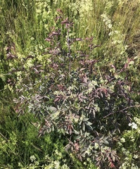 Rosa glauca
