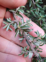 Pomaderris phylicifolia