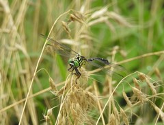 Burmagomphus collaris