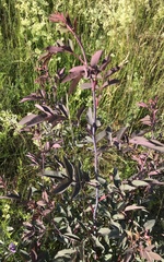 Rosa glauca