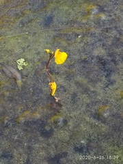 Utricularia australis