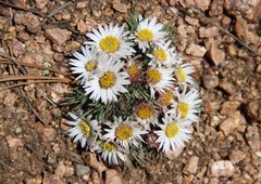 Townsendia hookeri