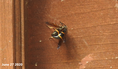Orancistrocerus drewseni