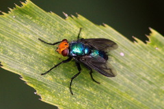 Silbomyia