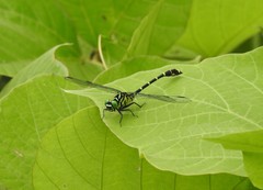 Burmagomphus collaris