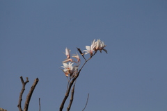 Dendrobium barbatulum