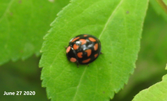 Aiolocaria hexaspilota