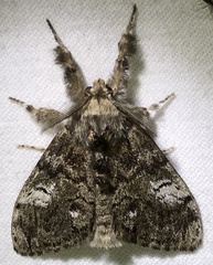 Dasychira plagiata