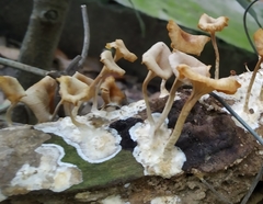 Lentinellus cochleatus