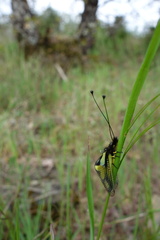 Libelloides coccajus