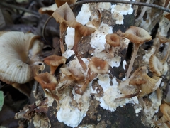 Lentinellus cochleatus