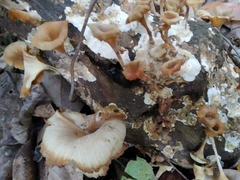 Lentinellus cochleatus