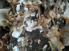 Lentinellus cochleatus