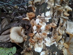 Lentinellus cochleatus