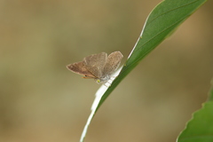 Spalgis epius dilama