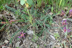Astragalus monspessulanus monspessulanus