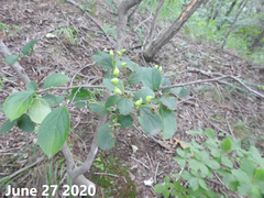 Symplocos paniculata