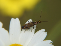 Oedemera barbara