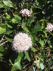Spiraea beauverdiana
