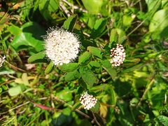 Spiraea beauverdiana