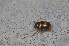Cryptocephalus crassus