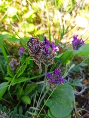 Oxytropis erecta