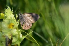 Coenonympha