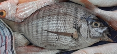 Diplodus