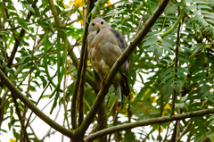 Kaupifalco monogrammicus